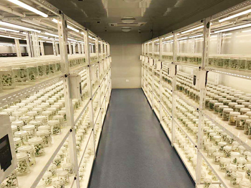 某組培脫毒種苗中心 植物組織培養(yǎng)實(shí)驗(yàn)室